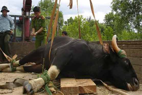 Roaming bull that closed Vietnam airport dies 