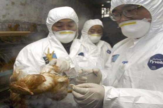 Mexico to vaccinate 10m poultry in flu outbreak