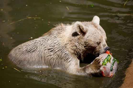 Bears trash home in Bearsville