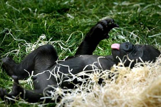 Gorilla in Prague Zoo accidentally hangs himself