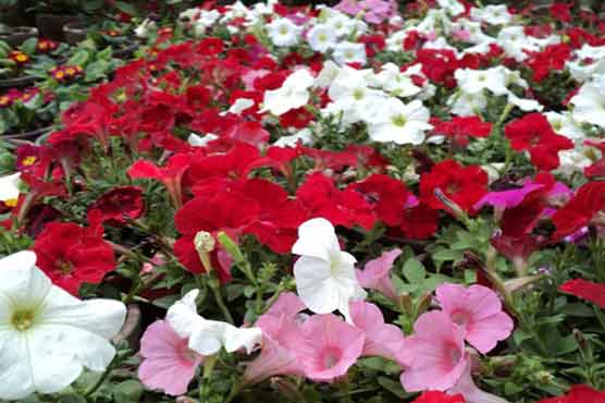 Lack of management restrains Horticulture sector