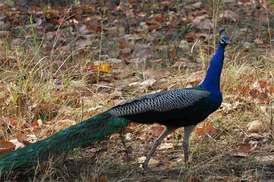 50 more peacocks die in Sanghar 