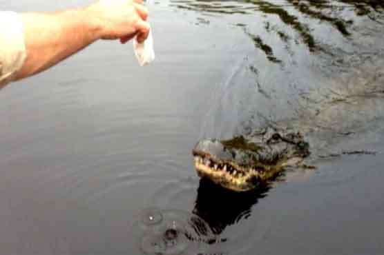 Man charged after losing hand to alligator