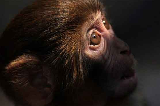 Hong Kong hails success in monkey birth control
