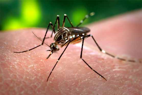 Karachi: 21 dengue cases reported in a week