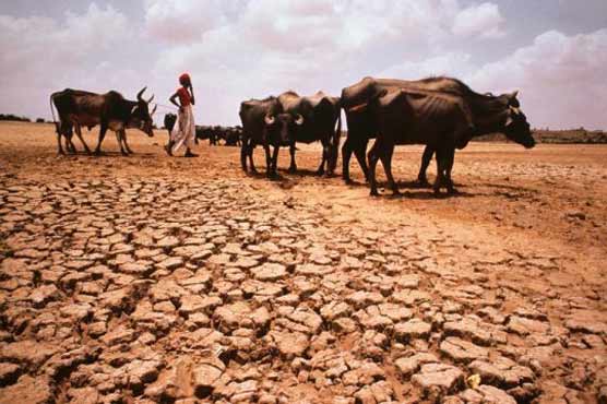 India mulls subsidies to drought-hit farmers 