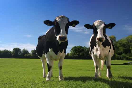 Study to explore how cows make friends 