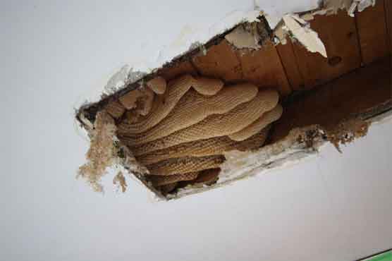 Bees removed from Ontario house dripping honey