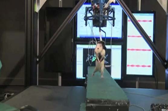 Human trials planned after paralysed rats walk again