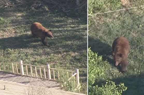 California: Bear crashes middle school graduation