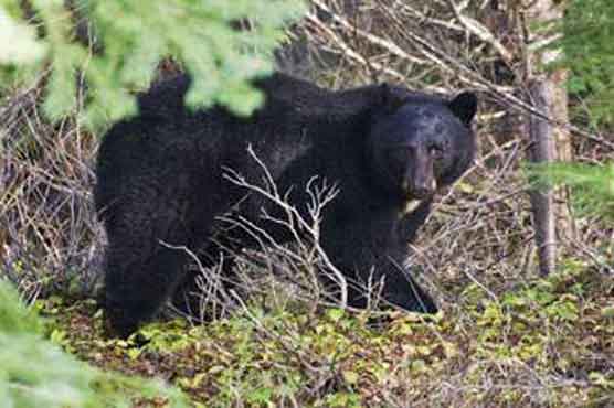 Bear shot dead after it hit a man in hot tub