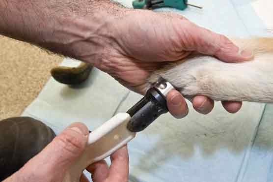 Puppy to get bionic foot 