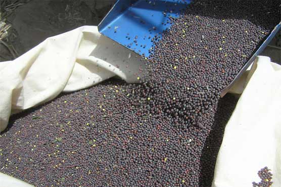 Govt fails to attract investment in seed business 