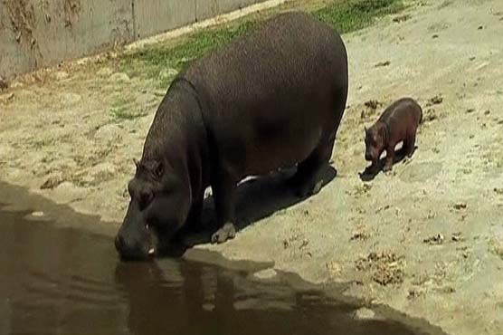 Hippo birth gives Mexican zoo reason to cheer