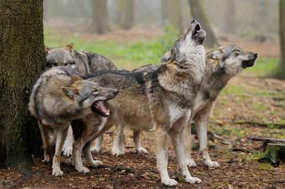 Wolves kill worker at Swedish Wildlife Park