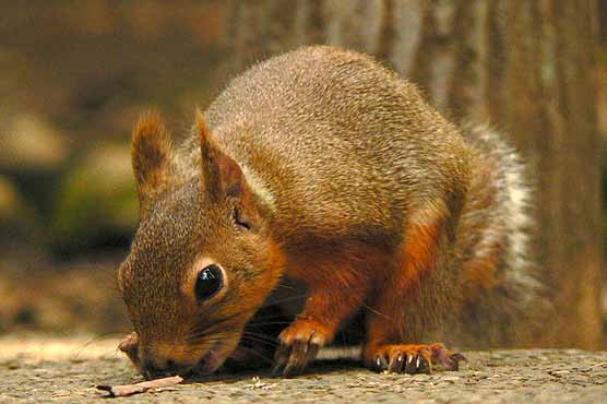 Tokyo zookeepers hunt squirrels that escaped in typhoon 