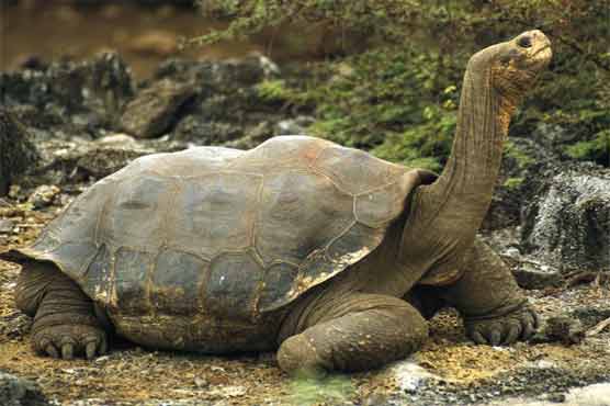 Last-of-his-kind Galapagos tortoise dies