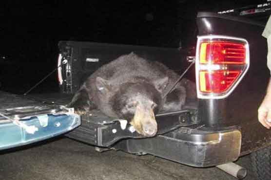 Wandering bear captured in Boston suburb