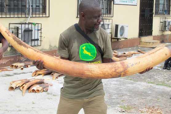 Save elephants: Gabon president burns 5 tonns of ivory
