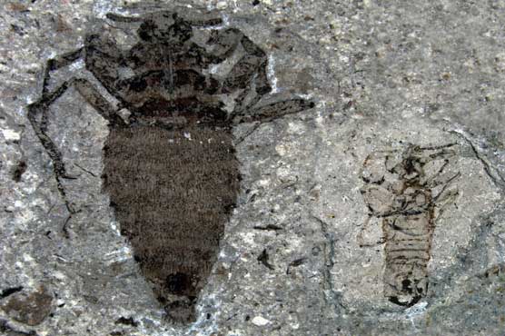 Dinosaurs had fleas too -- giant ones, fossils show