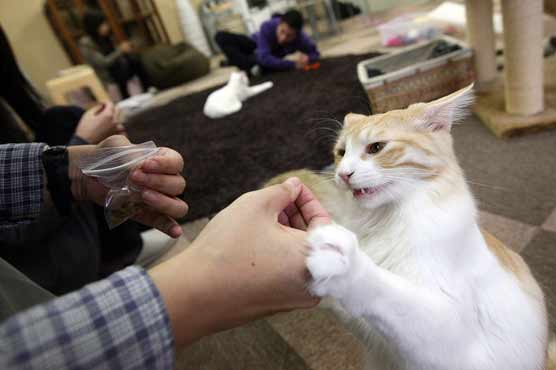 Japanese cat lovers snarl at new law