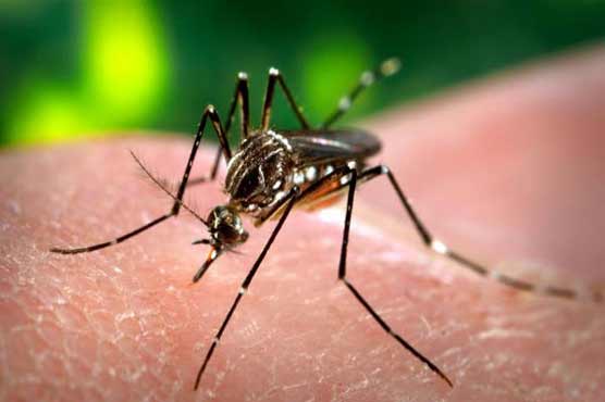 Dengue returns, 2 new case reported in Lahore