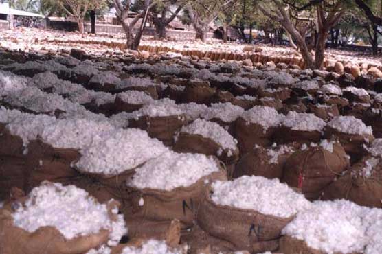 India bans all cotton exports