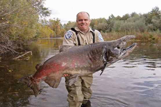 Biologists project big Pacific Coast salmon season