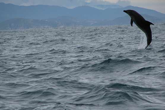 Mass dolphin rescue witnessed off Rio coast