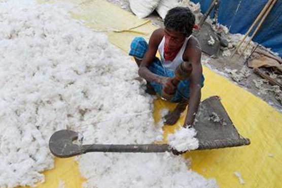 India reverses cotton export ban 
