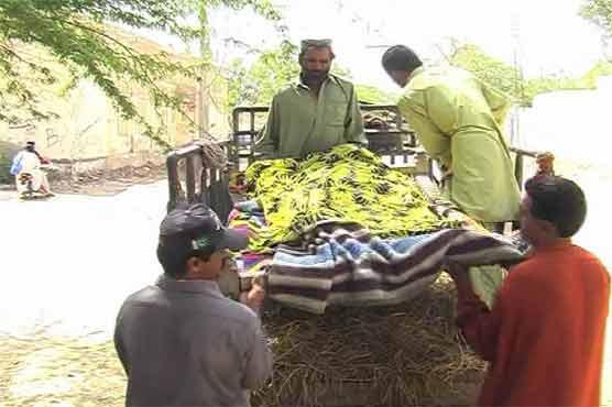 Jacobabad: man kills wife for delay in dinner