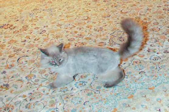 My cat is safe, Medvedev assures Russia