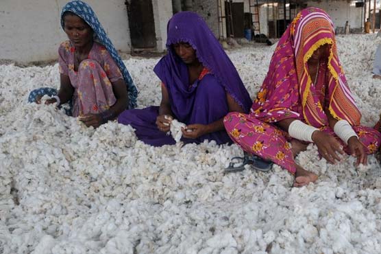 Record cotton production this year