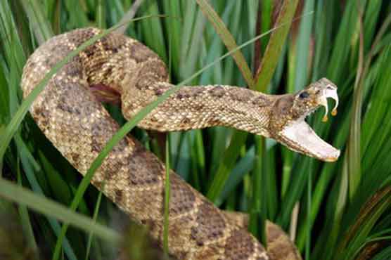 Snake blamed for Oklahoma City power outage 