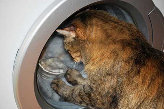 South African cat survives washing machine spin