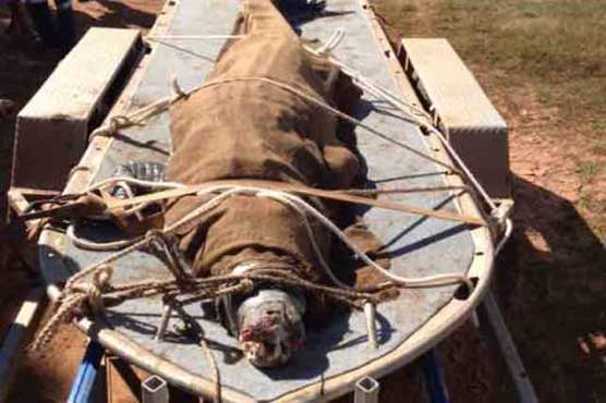 Croc caught in Australia after eating nine dogs