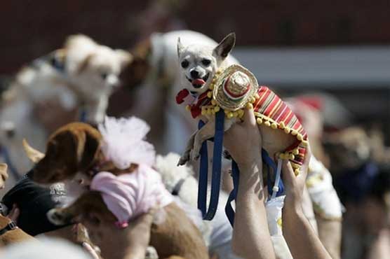 Chihuahua costume party falls short of record