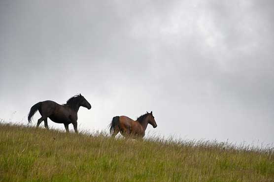 Genetic study pins horse domestication to steppes