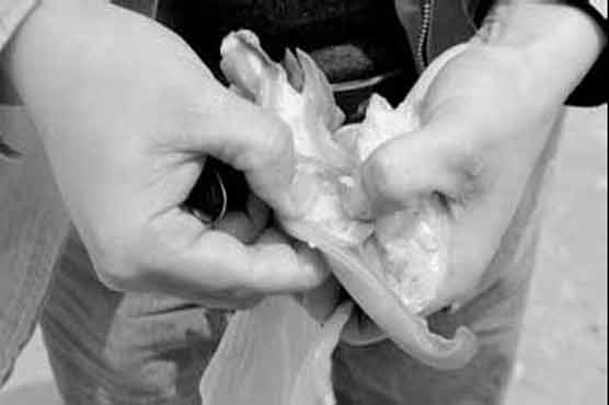 Fake pig ears latest China food scandal