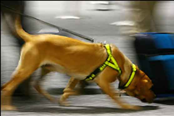 Sniffer dog nabs smuggler hiding heroin in rectum
