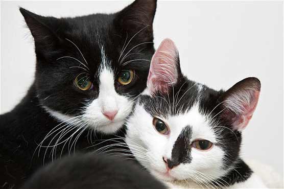 Cat 'house of horrors' discovered in Shanghai 