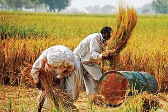 Asian Rice Trade Forum from June 19 