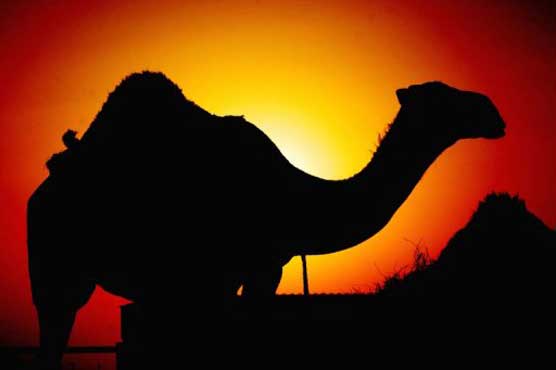 Hunt on after pet camel Noodles decapitated in Australia