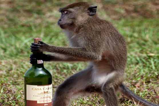  Monkey found trying to open wine bottle