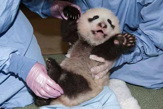  Full-bellied panda cub pushes up on four legs