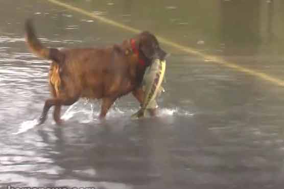 Salmon swim across flooded road in Washington
