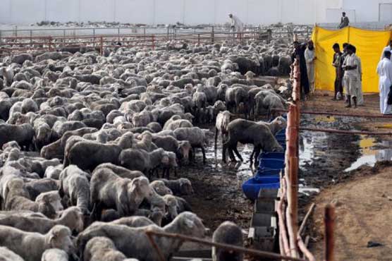 Australia appalled by Pakistani sheep slaughter