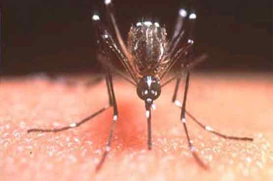 Dengue case reported in Islamabad, admitted to PIMS 