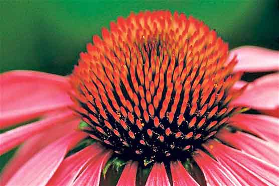 Echinacea may help prevent colds