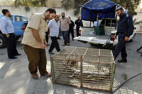 Gaza finally captures Rock the fugitive croc
